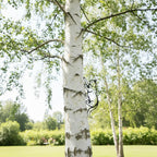 Chat Grimpant en Métal Décoration de Jardin pour Arbre et Clôture, Silhouette de Chat, Art de Clôture Extérieur pour Amoureux des Chats